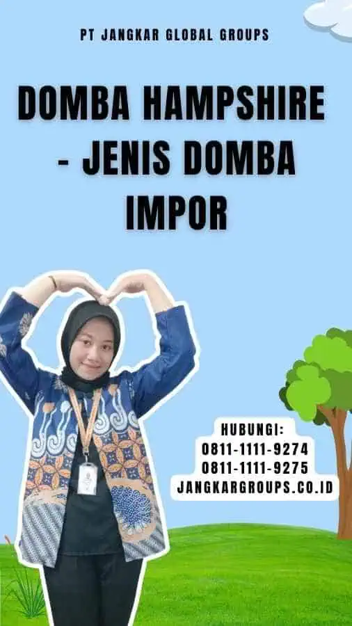 Domba Hampshire - Jenis Domba Impor