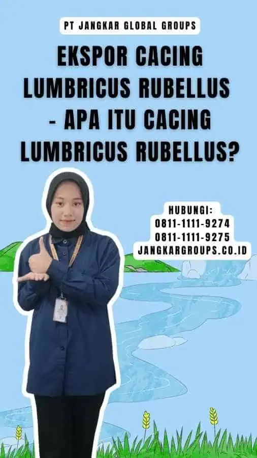 Ekspor Cacing Lumbricus Rubellus - Apa itu cacing Lumbricus Rubellus