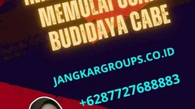 Jual Bibit Cabe Impor: Cara Tepat Memulai Usaha Budidaya Cabe