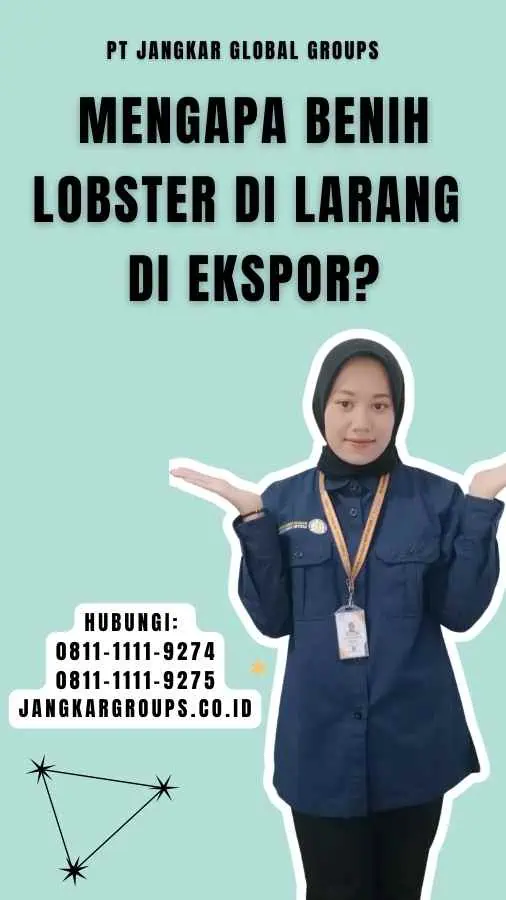 Mengapa Benih Lobster Di larang Di ekspor