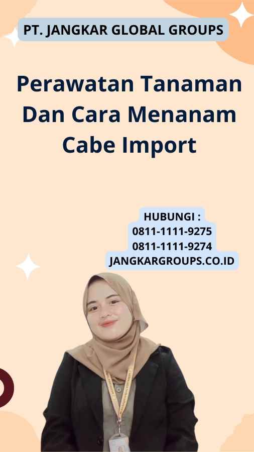 Perawatan Tanaman Dan Cara Menanam Cabe Import