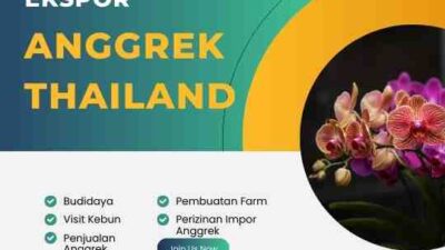 Impor Anggrek Thailand