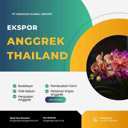 Impor Anggrek Thailand