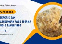 Ambergris dan Perlindungan Paus Sperma UU No. 5 Tahun 1990