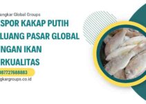 Ekspor Kakap Putih Peluang Pasar Global dengan Ikan Berkualitas