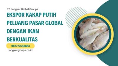 Ekspor Kakap Putih Peluang Pasar Global dengan Ikan Berkualitas