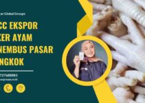 GACC Ekspor Ceker Ayam Menembus Pasar Tiongkok