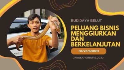 Budidaya Belut Peluang Bisnis Menggiurkan dan Berkelanjutan