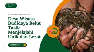 Desa Wisata Budidaya Belut Tasik Menjelajahi Unik dan Lezat