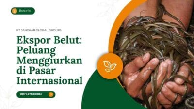 Ekspor Belut: Peluang Menggiurkan di Pasar Internasional
