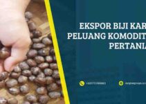 Ekspor Biji Karet Peluang Komoditas Pertanian dan Persyaratan