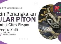 Izin Penangkaran Ular Piton Untuk Cites Ekspor Produk Kulit