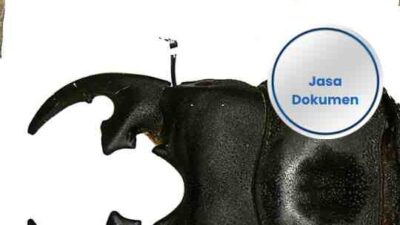 Bisnis Serangga Untuk Ekspor Potensi Kumbang Yang Unik