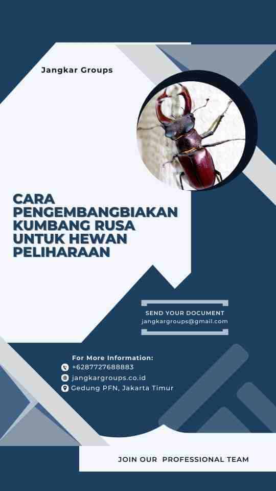 Cara Pengembangbiakan Kumbang Rusa Untuk Hewan Peliharaan