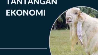 Ekspor Susu Kambing Etawa Peluang dan Tantangan Ekonomi