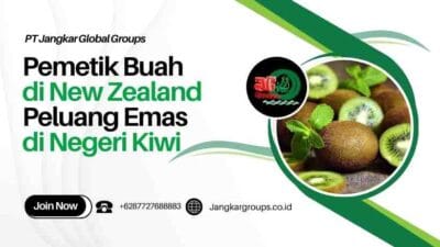 Pemetik Buah di New Zealand Peluang Emas di Negeri Kiwi