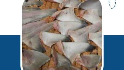 Ekspor Sirip Hiu ke Hong Kong Antara Larangan dan Realitas