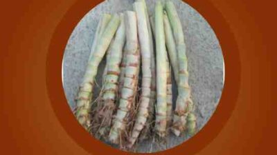 Sukses Budidaya Rumput Odot