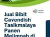 Jual Bibit Cavendish Tasikmalaya Panen Melimpah di Depan Mata