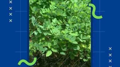 Jual Bibit Gamal Tasikmalaya Panduan Menanam Kelor Wono