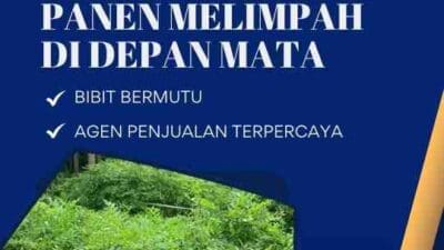Jual Bibit Indigovera Tasikmalaya Solusi Hijau untuk Peternakan