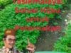 Jual Bibit Indigovera Tasikmalaya Solusi Hijau untuk Peternakan