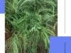 Jual Bibit Kaliandra Tasikmalaya, Panduan Tanam & Peluang Hijau