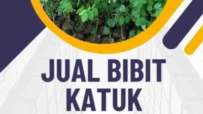 Jual Bibit Katuk Tasikmalaya, Panduan Menanam & Manfaatnya