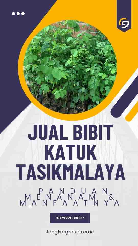 Jual Bibit Katuk Tasikmalaya, Panduan Menanam & Manfaatnya