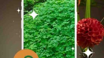 Jual Bibit Kelor Tasikmalaya Investasi Kesehatan & Keberlanjutan