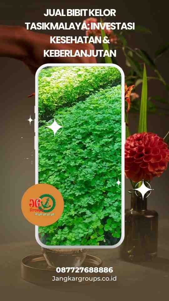 Jual Bibit Kelor Tasikmalaya Investasi Kesehatan & Keberlanjutan