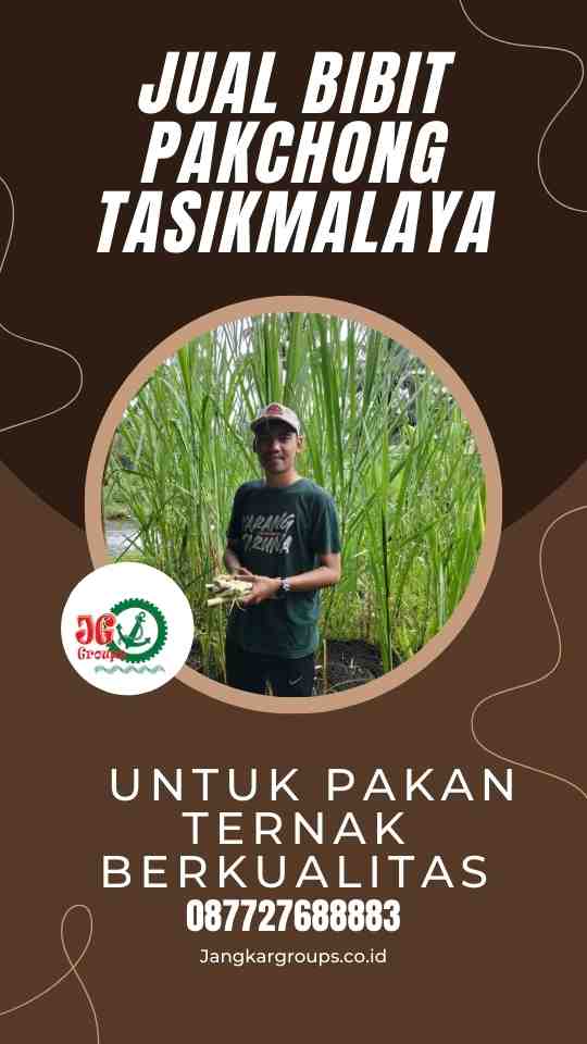 Jual Bibit Pakchong Tasikmalaya untuk Pakan Ternak Berkualitas