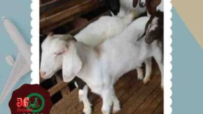 Jual Kambing Pedaging di Tasikmalaya Menggeliatnya Pasar Lokal