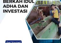 Jual Sapi Kurban Tasikmalaya Berkah Idul Adha dan Investasi