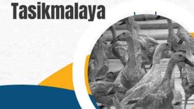 Jual Telur Bebek Tasikmalaya Kandang Baterai Kualitas Terjaga