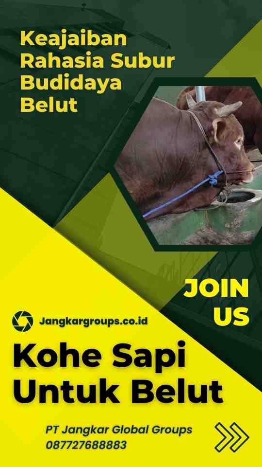 Kohe Sapi Untuk Belut Keajaiban Rahasia Subur Budidaya Belut