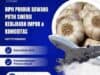 RIPH Produk Bawang Putih Sinergi Kebijakan Impor & Komoditas
