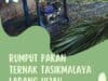 Rumput Pakan Ternak Tasikmalaya Ladang Hijau Suburkan Ternak