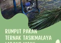 Rumput Pakan Ternak Tasikmalaya Ladang Hijau Suburkan Ternak