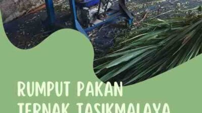 Rumput Pakan Ternak Tasikmalaya Ladang Hijau Suburkan Ternak