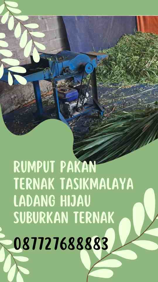 Rumput Pakan Ternak Tasikmalaya Ladang Hijau Suburkan Ternak