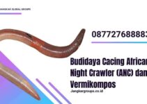 Budidaya Cacing ANC African Night Crawler dan Vermikompos