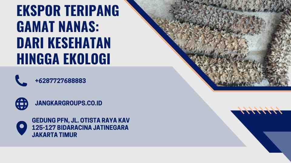 Ekspor Teripang Gamat Nanas Dari Kesehatan hingga Ekologi