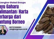 Kayu Gaharu Kalimantan: Harta Berharga dari Jantung Borneo