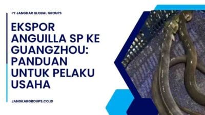 Ekspor Anguilla sp ke Guangzhou: Panduan Untuk Pelaku Usaha