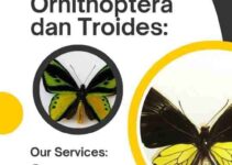 Ekspor Kupu-Kupu Ornithoptera dan Troides: Perizinan CITES