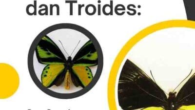 Ekspor Kupu-Kupu Ornithoptera dan Troides: Perizinan CITES