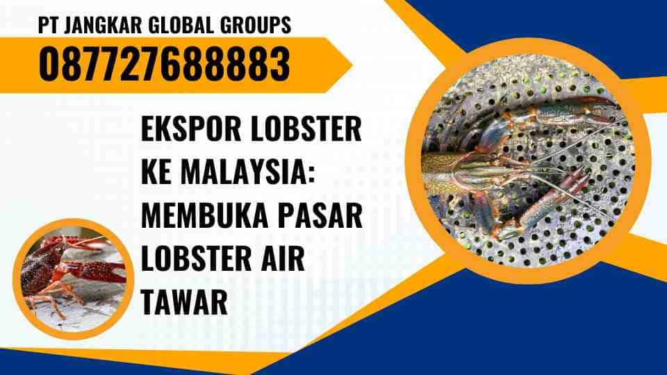 Ekspor Lobster Ke Malaysia Membuka Pasar Lobster Air Tawar