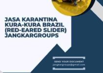 Jasa Karantina Kura-Kura Brazil (Red-Eared Slider) Jangkargroups