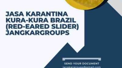 Jasa Karantina Kura-Kura Brazil (Red-Eared Slider) Jangkargroups